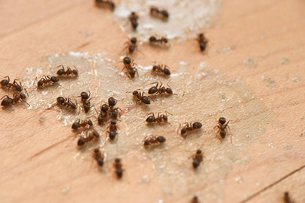 Best Wasp Removal Services  in Walker, LA