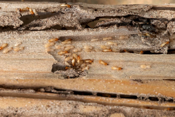 Pest Control Cost in Walker, LA